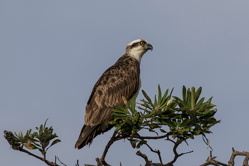 Osprey perched in Banksia Tree