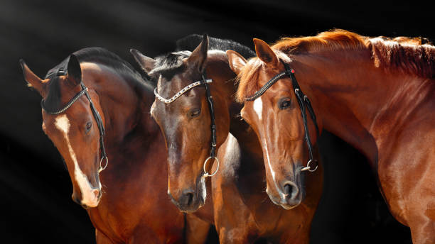 istock Three beautiful Bay horses with classic bridle isolated on black background. Web banner. 1325806817