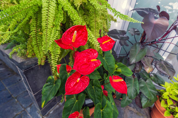 istock Close-up of vibrant red anthurium or laceleaf 1325807684