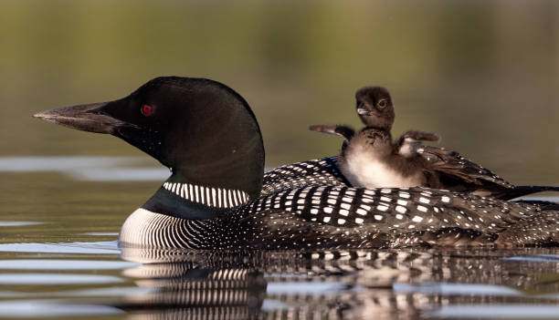 common loon in maine - common loon stock-fotos und bilder