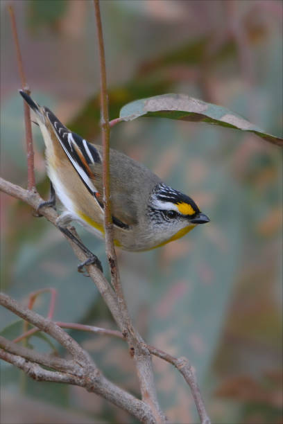 forma manchada amarilla de paralote estrecho (pardalotus striatus) - straited fotografías e imágenes de stock