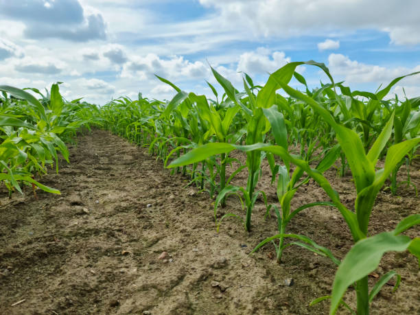 istock Close up view on seedling on an agricultural field in a perspective view 1325809274