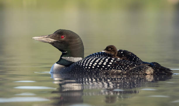 istock Common Loon in Maine 1325809293