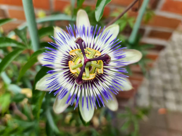 istock Beautiful passiflora flower in bloom with a soft background. 1325809303