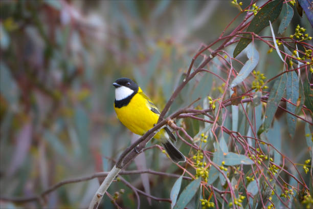 istock Australian Golden Whistler (Pachycephala pectoralis) 1325810042