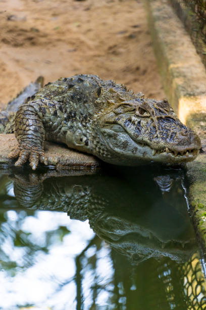 istock Alligator (yellow chat alligator) in Rio de Janeiro, Brazil 1325810057