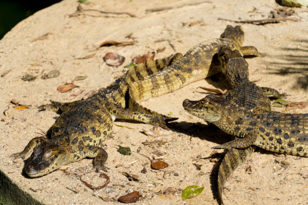 istock Alligator (yellow chat alligator) in Rio de Janeiro, Brazil 1325810374