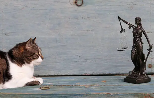 The rights of animals. A cat and a Justitia figure on a wooden background