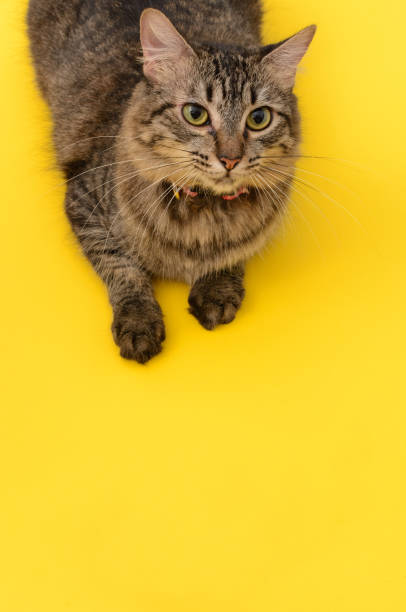istock Portrait of kitten. 1325812885