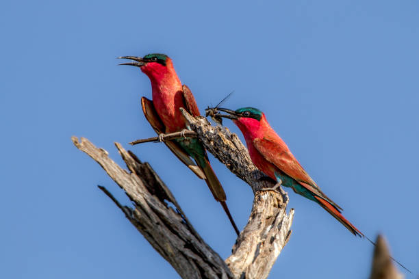 Southern Catmine Bee-Eaters perched on a tree with prey in front of blue sky bee eater photos stock pictures, royalty-free photos & images