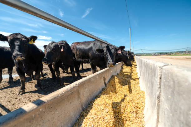 istock Black cow in the pasture 1325817852