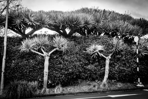 A worms eye view of a monkey puzzle tree