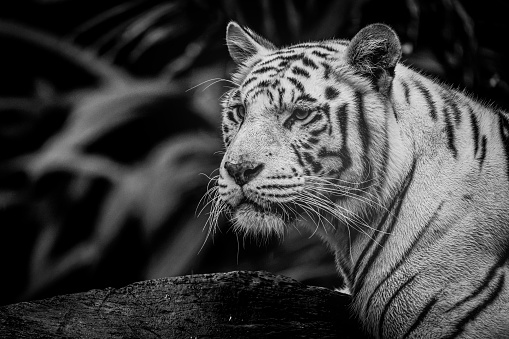 Shot of white tiger portraits. Shot using Sony a7riii with 200-600 lens.