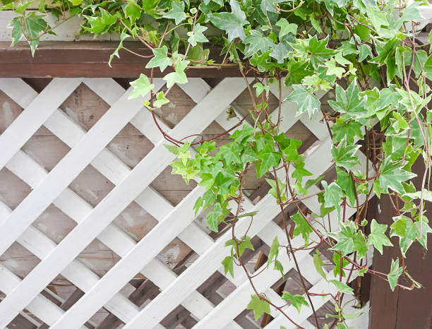 istock Ivy and white wooden trellis, copy space, selective focus 1325823058