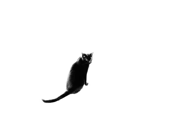 猫白色の背景に黒色