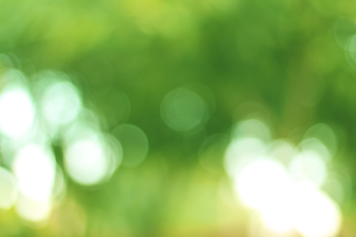Natural green bokeh background, leaves with light reflection.