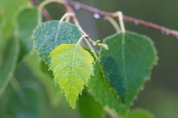 spring birch leaves covered  with morning dew closeup selective focus