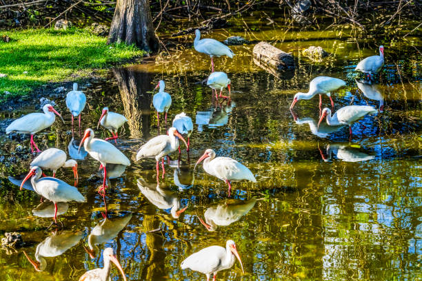 Herons and wading birds at Galveston Island State Park Texas