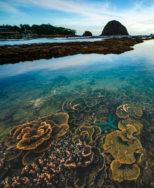 istock Nice colorful coral in central Vietnam 1325828675