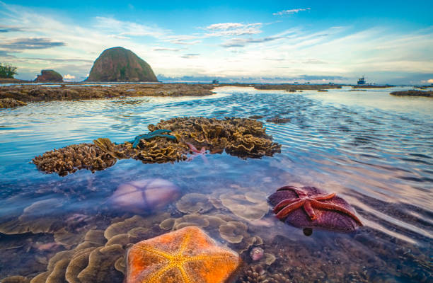 Nice colorful coral in central Vietnam