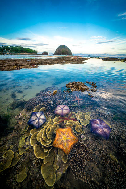 istock Nice colorful coral in central Vietnam 1325828683