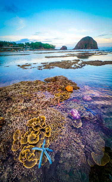 istock Nice colorful coral in central Vietnam 1325828684