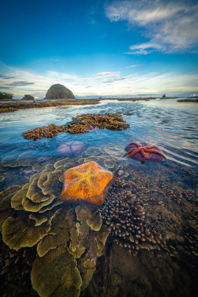 istock Nice colorful coral in central Vietnam 1325828686