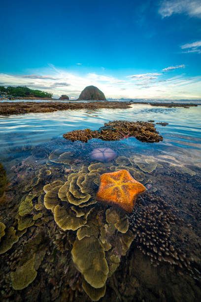 istock Nice colorful coral in central Vietnam 1325828687