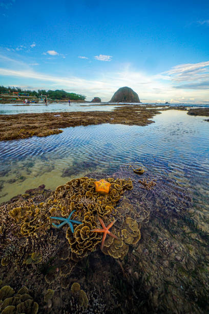 istock Nice colorful coral in central Vietnam 1325828689