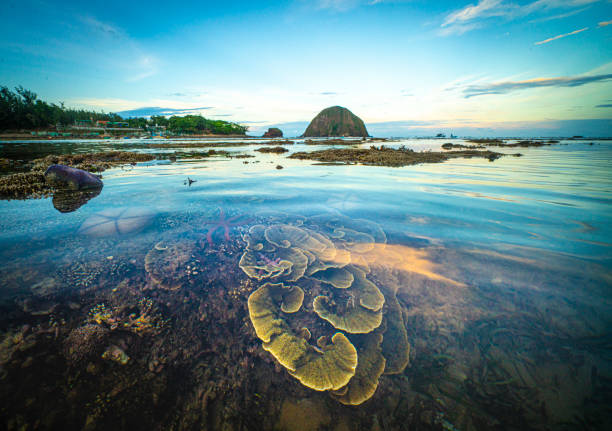 istock Nice colorful coral in central Vietnam 1325828700