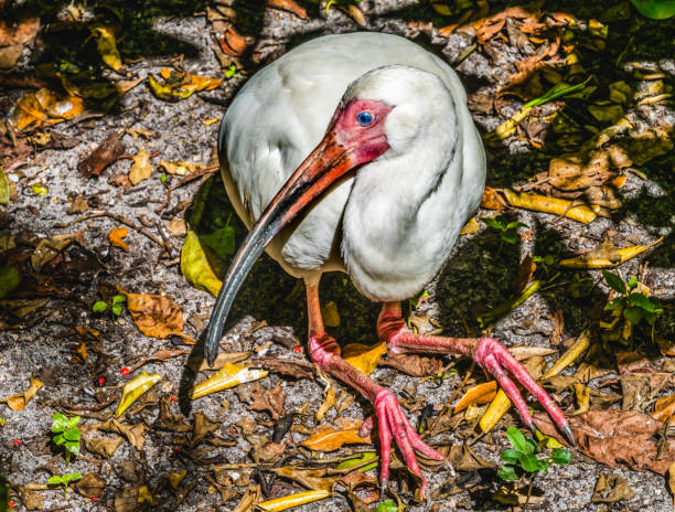 Colorful American White Ibis Fishing Florida Eudocimus albus