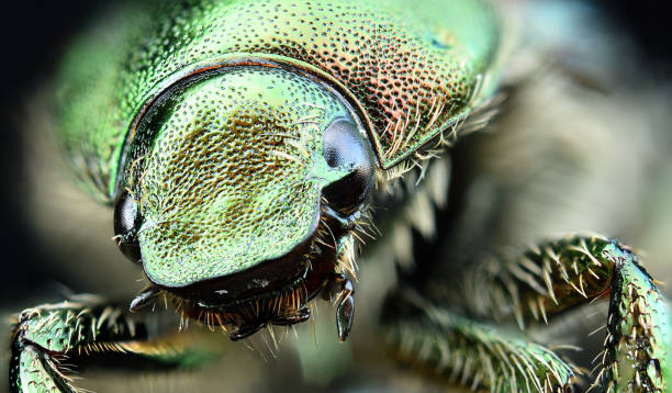 istock Japanese Beetle Very Close 1325829460