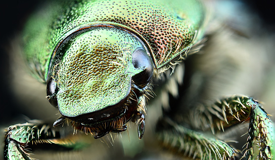 A very close and very ferocious looking Japanese beetle