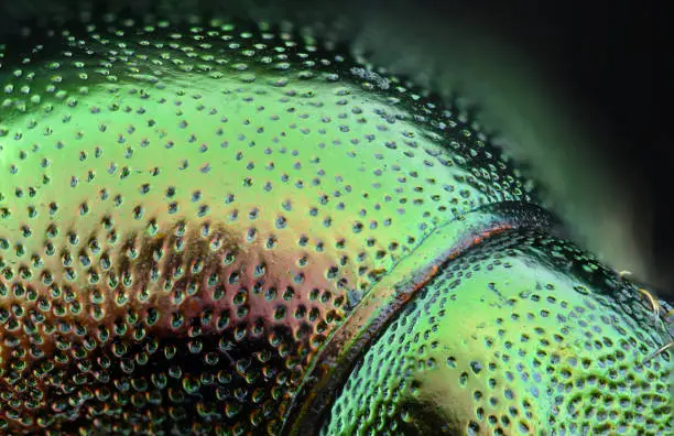 Photo of Exoskeleton of a Japanese Beetle