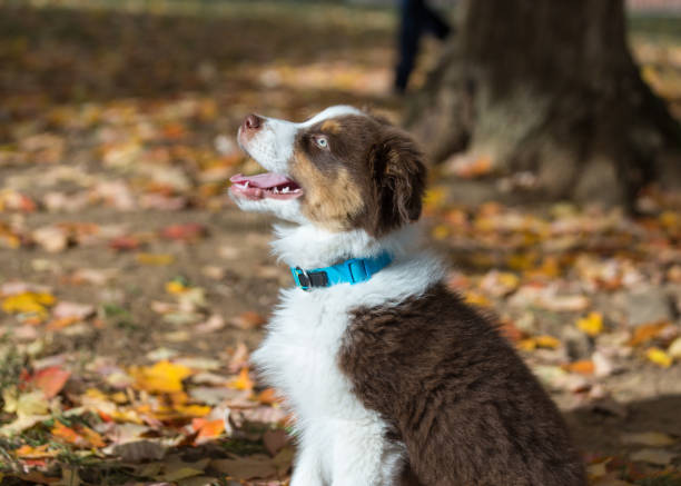 Australian Shepherd Puppy Among Fall Leaves stock photo