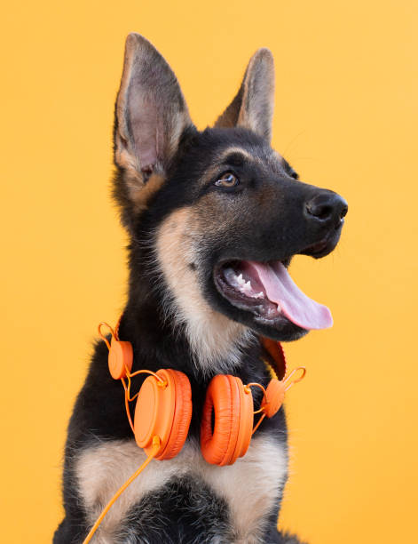 собака немецкая овчарка щенка в наушниках, оранжевый изолированный фон. концепция домашних животных слушать музыку - german shepherd audio стоковые фото и изображения