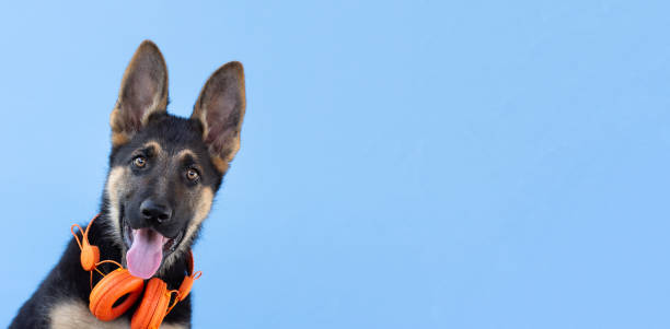 ヘッドフォンで犬のジャーマンシェパード子犬、青い孤立した背景。ペットのコンセプトは、音楽バナーコピースペースを聴きます - german shepherd animal black purebred dog ストックフォトと画像