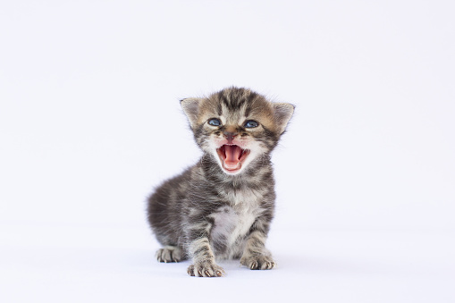 A small kitten crying and looking up on a white background