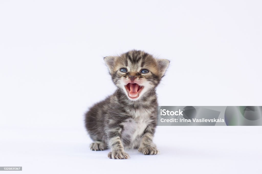 A small kitten crying and looking up on a white background Kitten Stock Photo