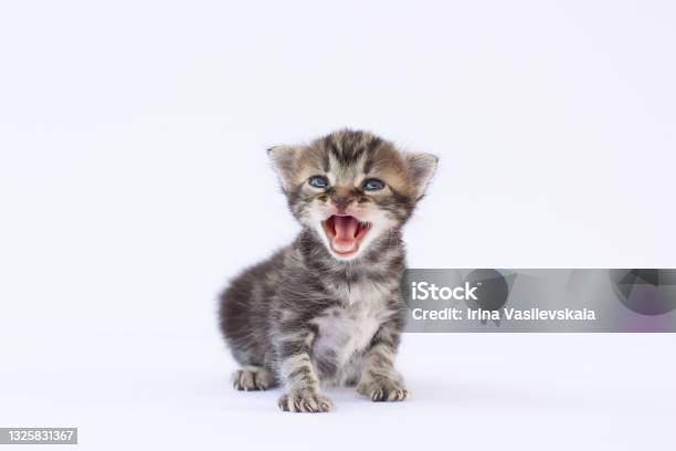 A Small Kitten Crying And Looking Up On A White Background Stock Photo - Download Image Now