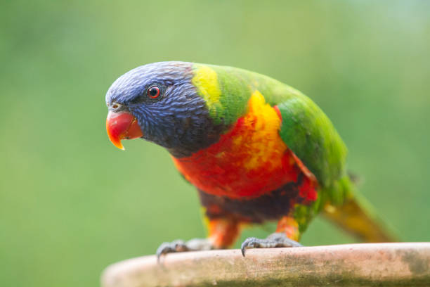 istock A Rainbow Lorikeet on a bird bath after having a drink of water. 1325832421