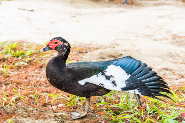 istock A female muscovy duck walking outside on the grass. 1325833166