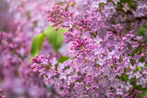 istock Pink Blooming Lilac Flowers in spring with blured background 1325836137