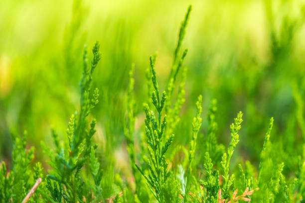 istock Green branches and young leaves of a thuja tree. 1325836674