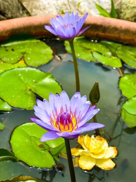 istock Lotus blooms in summer 1325836909