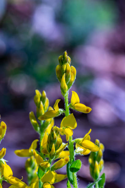 istock Genista tinctoria bush growing in the forest 1325838605