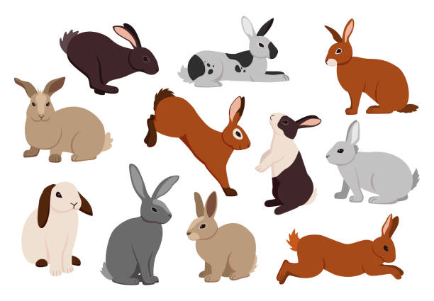 만화 토끼. 다른 포즈로 귀여운 토끼. 폭신한 농장 토끼 점프 와 실행. 앉아 있거나 거짓말을 하는 재미있는 애완동물. 사랑스러운 가축의 활동. 벡터 모피 생물 세트 - hare stock illustrations