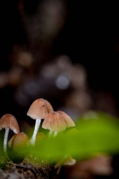 istock close up of Mushrooms on the tree 1325840741