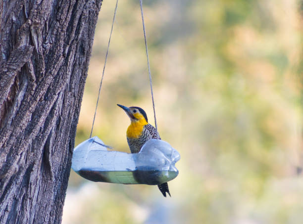 istock Colaptes campestris eating and drinking from recycled bottle 1325843690