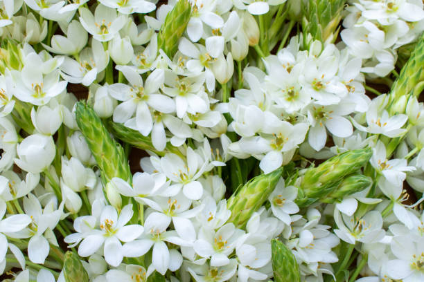istock A background of small white flowers with unblown green buds. 1325844626